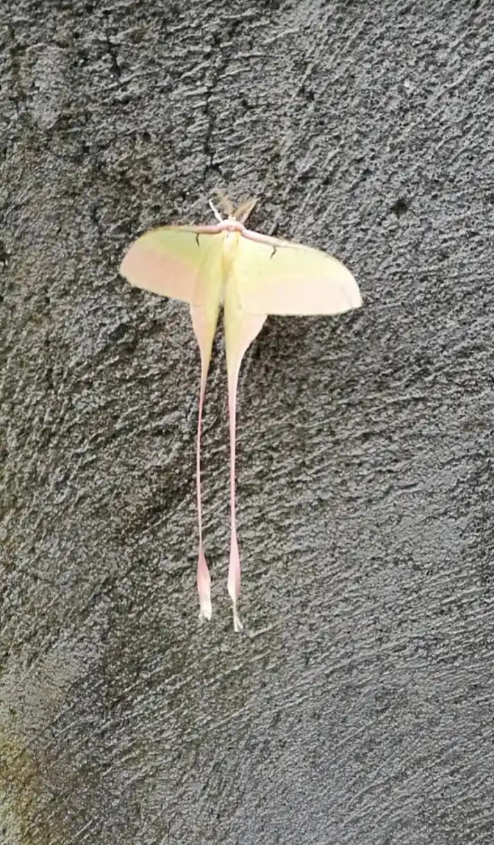 看到一个很漂亮的蛾子,识图了一下,它叫长尾大蚕蛾. 这比蝴蝶还好看啊