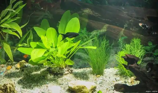 适合新手鱼缸中养殖水草的品种
