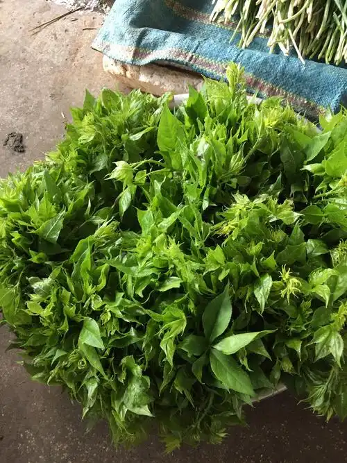 普洱常见野菜(一)