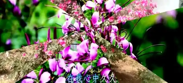 清晨一首《好想好想你》唱的太好了,人也漂亮,送给我最爱的人!