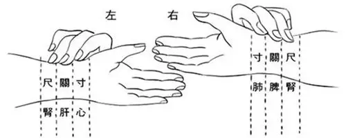 左手寸关尺代表什么
