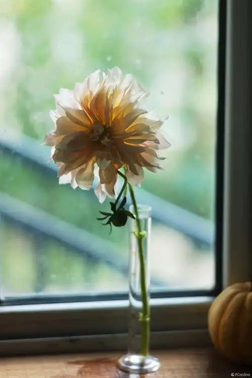细腻温润的花卉静物摄影为你创造多彩的梦