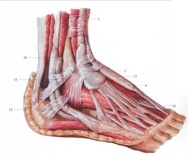 足腱鞘 (外侧面观)-系统解剖学-医学