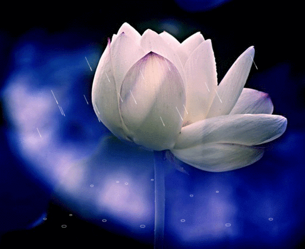 彼岸桃花制图《雨落流殇》雨中荷花动态图片 - 彼岸桃花 - .