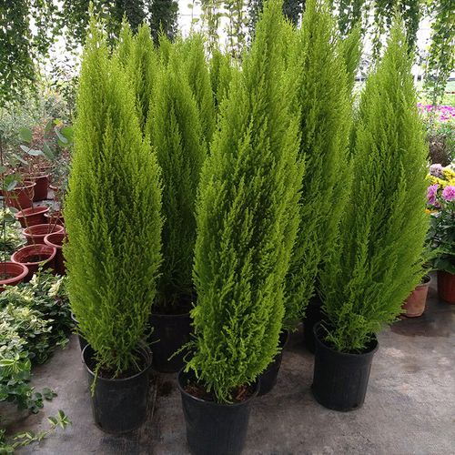 金冠柏大香松盆栽四季芳香绿植多年生阳台庭院绿植