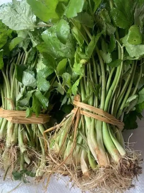 农村野菜鸭儿芹也叫鸭脚板,它是一种什么样的植物