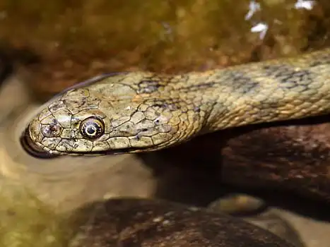 蝰水蛇,漂亮,有毒,水,蛇