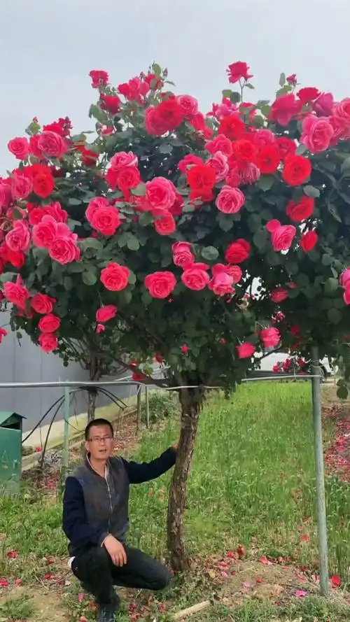 国月大花浓香型山木香嫁接树桩月季,南北方都可以种植,大小规格都有