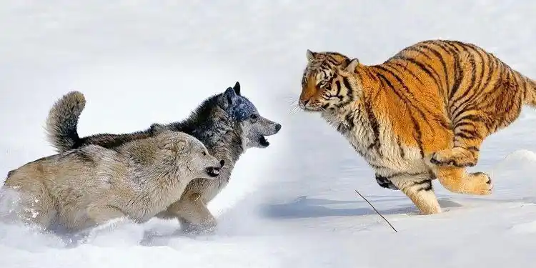 一头老虎招架得住群狼吗?打起来谁赢?有才网友的答案很形象