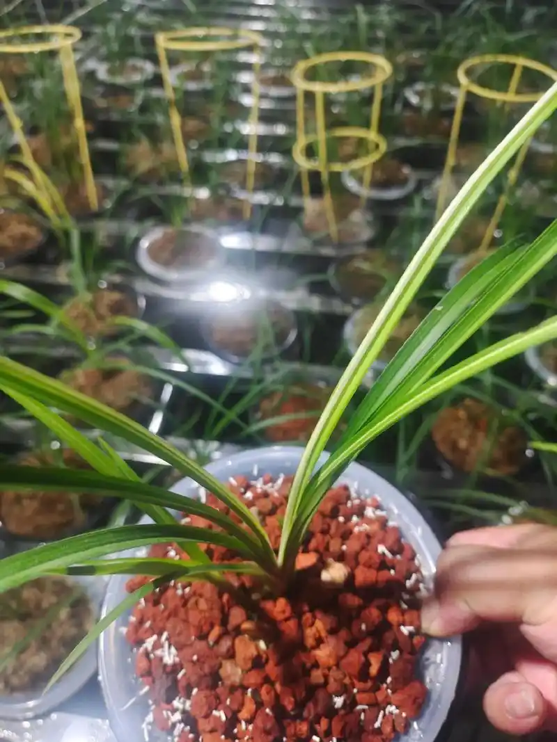 宽叶莲瓣兰艺草#莲瓣兰 #精品兰花 #一花一草一世界 - 抖音