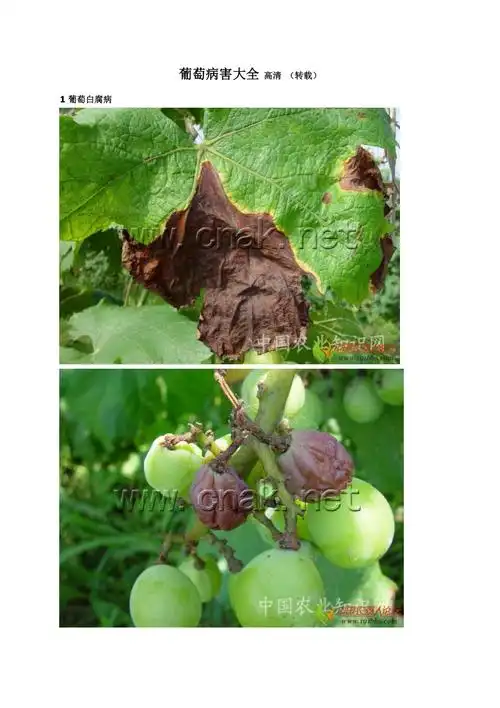 葡萄病害大全图谱doc