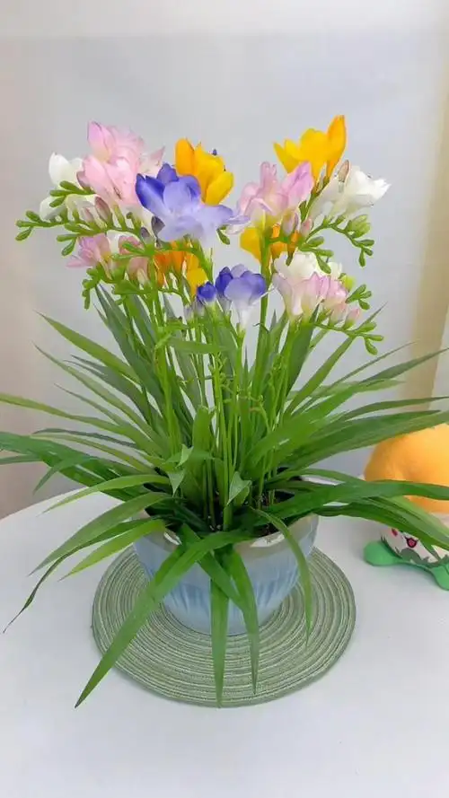 如果你也想在家中栽培盆栽香雪兰,下面是一些养殖方法和注意事项,让