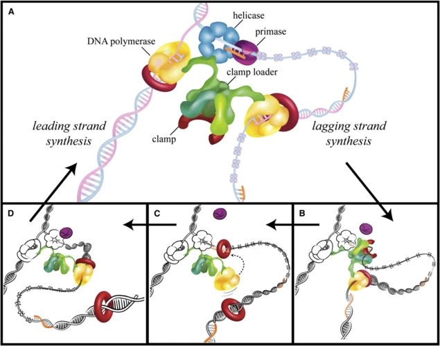 dna replication keep moving and dont mind the gap