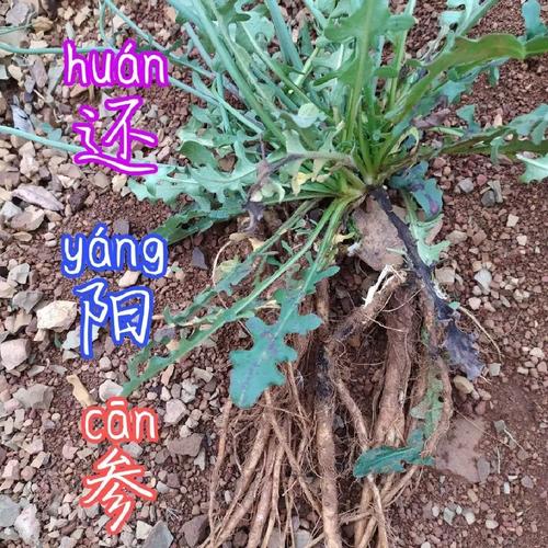 贵州毕节山区草药材材还阳参正宗驴打滚草下单现采现发包邮万丈深