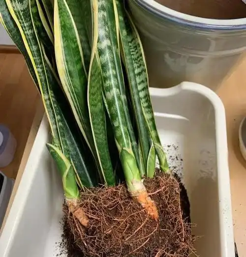 在春天,我们可以选择适合虎皮兰的肥料来为它提供养分.