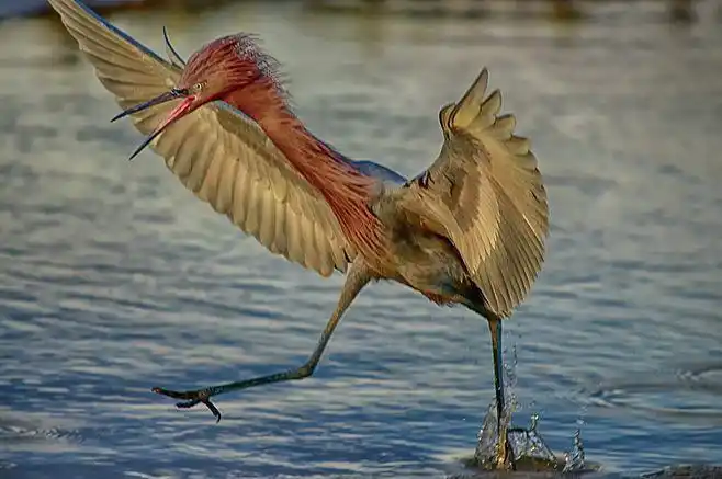 棕颈鹭 egretta rufescens 鹈形目 鹭科 白鹭属