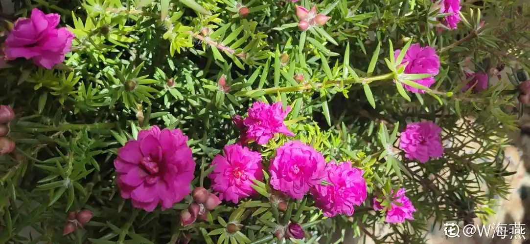 努力开花的乖宝宝