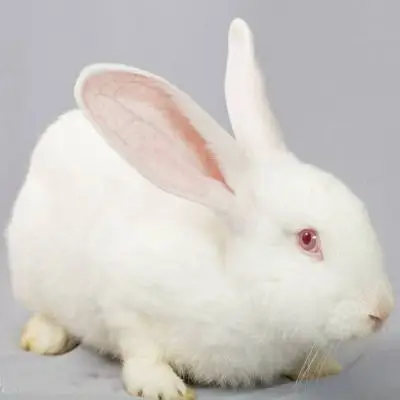 10 几斤包邮包健康 大型成年纯种新西兰白兔苗兔子活体肉兔可繁殖涨