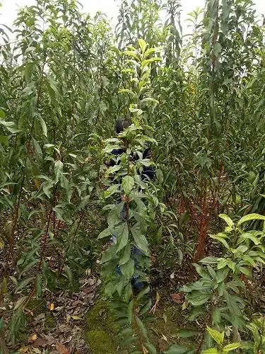 云南蜂糖李子苗 蜂糖李子苗何时丰产