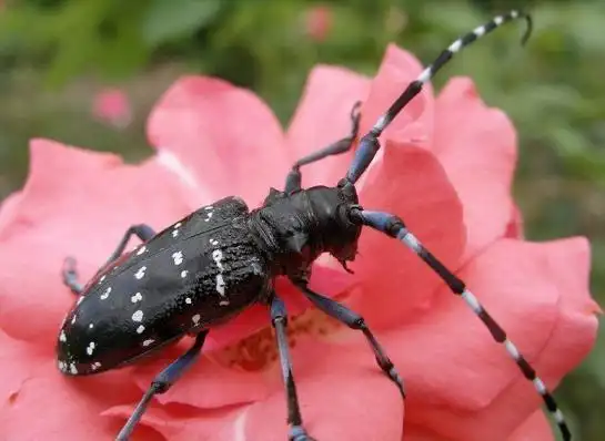 四眼缘翅天牛(动物)