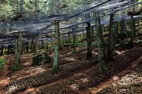 战疫情·促生产||林下金线莲春季生产管理技术要点_新蓝网