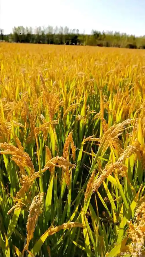稻谷熟了金灿灿