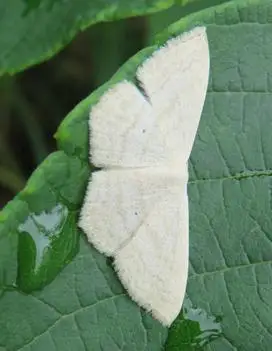 这是什么尺蛾?白色,前翅后翅的淡黄色条纹连接成波浪线