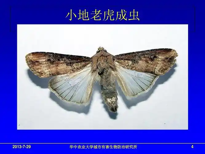 无忧文档 所有分类 高等教育 农学 实验六 农业昆虫学ppt 小地老虎