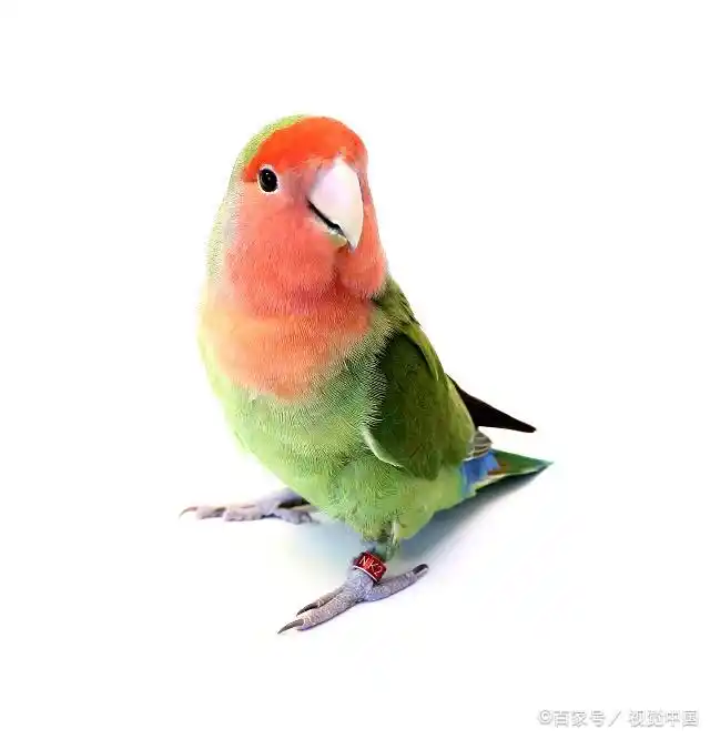 桃脸情侣鹦鹉:雌鸟一般较暗及绿,而雄鸟则较细小及鲜艳