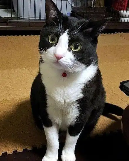 分享一只帅气的黑猫警长