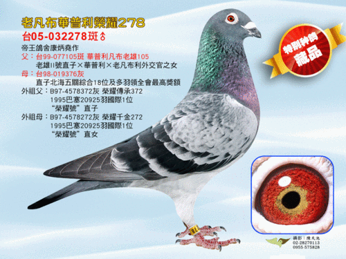 老凡布利安娜荣誉278