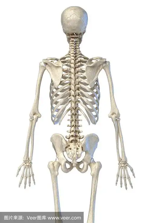 人体解剖学,骨骼从背后看骨架.