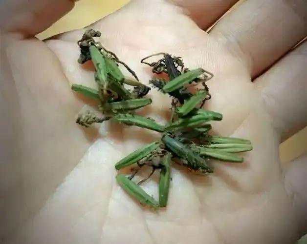 网上买花一定要擦亮眼上当真是防不胜防