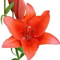 红色百合花微信头像【点击鼠标右键下载】