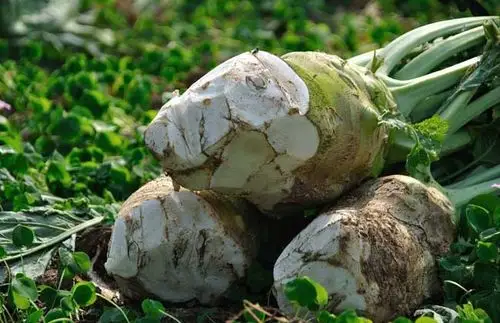 展开全部 大头菜,是芥菜的一个变种,为根用芥菜.