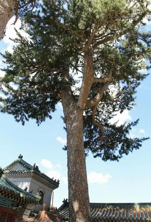 奇松迎客圣莲山