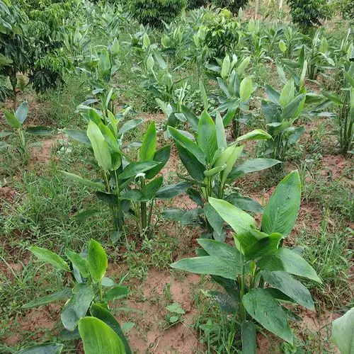 冬薯竹薯新鲜5斤包邮竹芋绵薯节薯冬笋薯苓薯根冬芋番薯粉茂名市