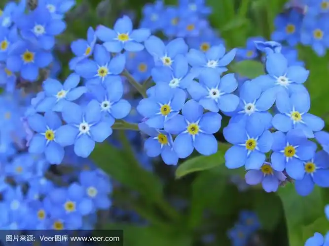 华丽的特写浅蓝色勿忘我花盛开在温哥华公园花园2019年春天