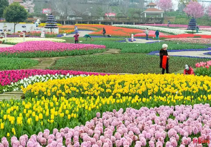 春天花会开锦城处处春疫情过后成都将更美