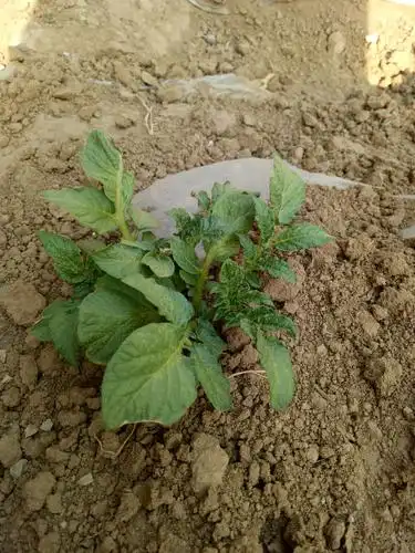 刚出土的土豆苗