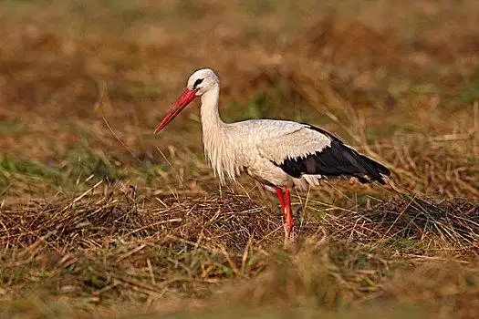 白鹳图片_白鹳图片大全_白鹳图片素材