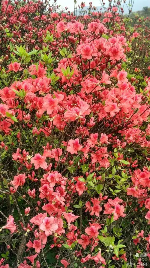 人间四月芳芬尽,围山五月杜鹃红.