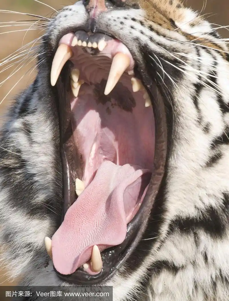 西伯利亚虎的牙齿