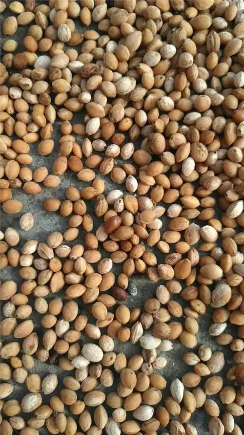 运城大青叶樱桃种子