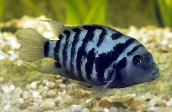 这个黑白条纹尾巴很长的是什么鱼?