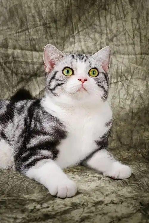 科普│美国短毛猫