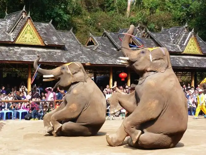 西双版纳野象谷