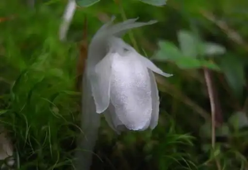 水晶兰花语是什么,水晶兰的传说故事/附水晶兰图片