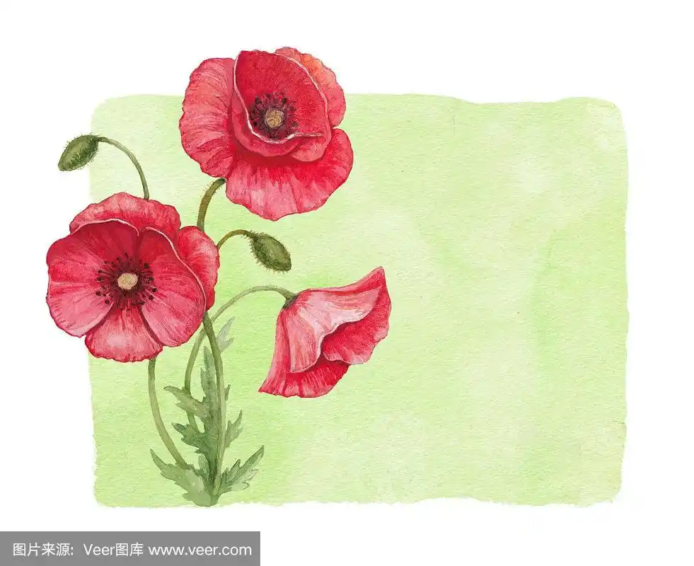 水彩画罂粟花