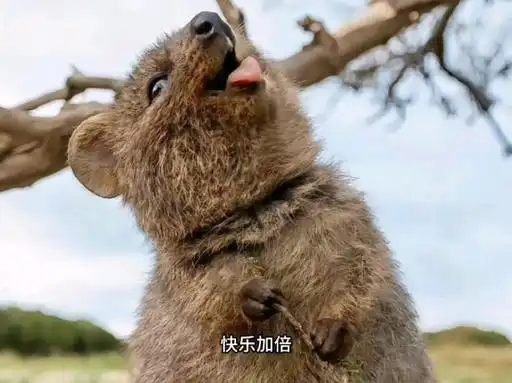 短尾矮袋鼠的快乐秘诀,吃片树叶都能快乐的眯起眼睛
